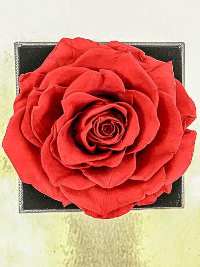 Preserved Rose