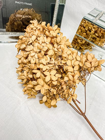 Dried Hydrangea