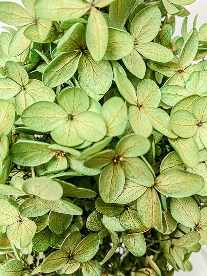 Dried Hydrangea