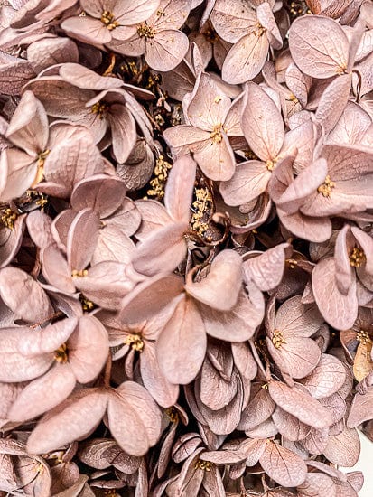 Hydrangea