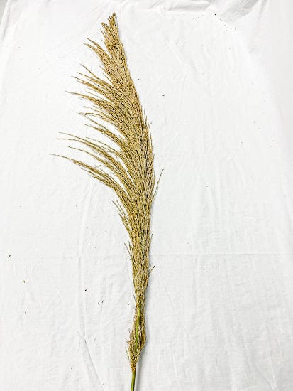 Natural Pampas Grass