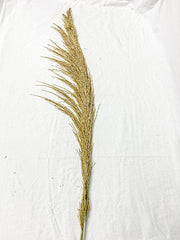 Natural Pampas Grass