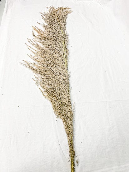 Natural Pampas Grass