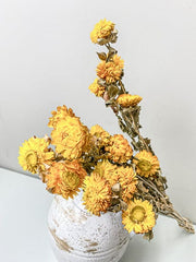 Helichrysum bracteatum