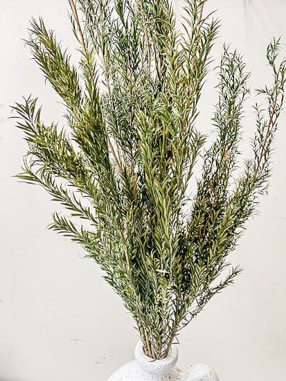 Melaleuca bracteata